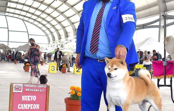 Shiba Inu