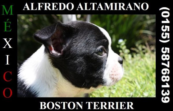 Boston Terrier