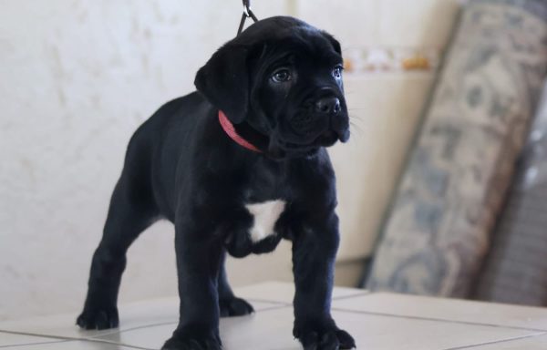 Cane Corso
