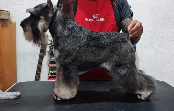 Schnauzer Miniatura