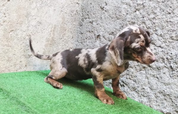 Dachshund Miniatura