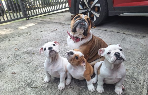Bulldog Inglés