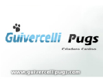 Guivercelli Pugs