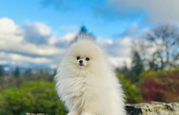 Pomeranian