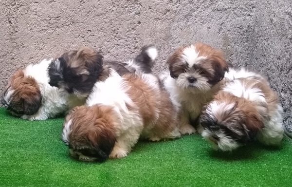 Shih-Tzu