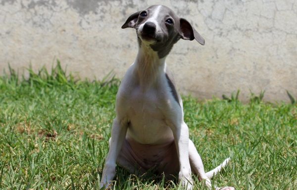 Galgo Italiano