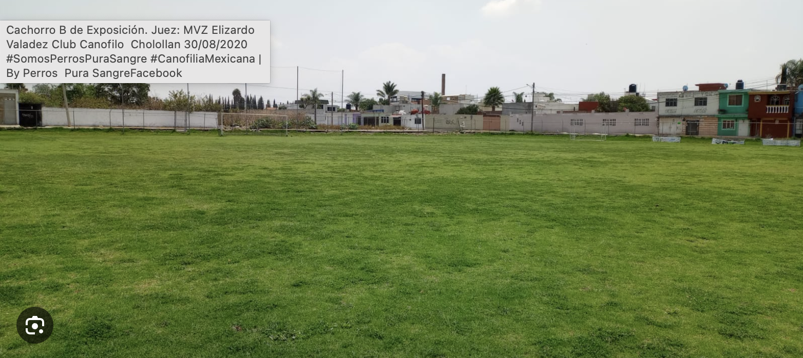 Club Canófilo de Tlaxcala, AC. - Todas las razas