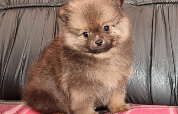 Pomeranian