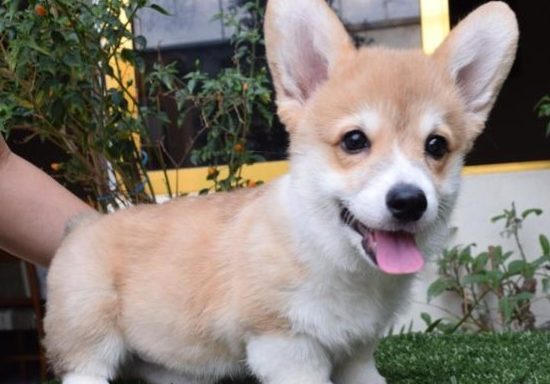 Welsh Corgi Pembroke