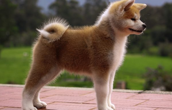 Akita Inu