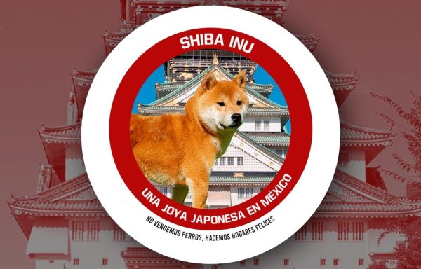 Shiba Inu