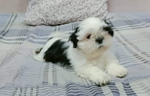 Shih Tzu