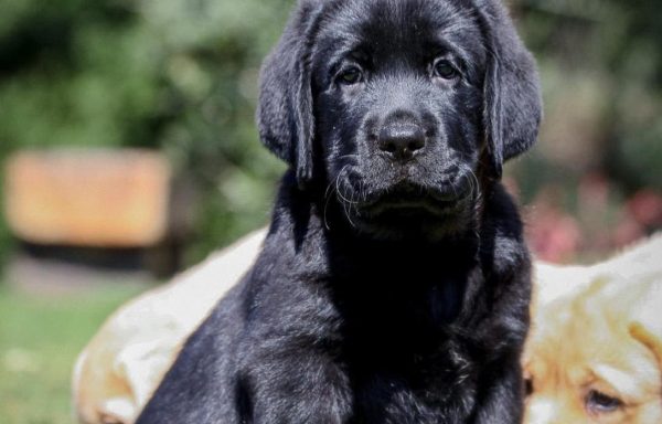 Cobrador de Labrador