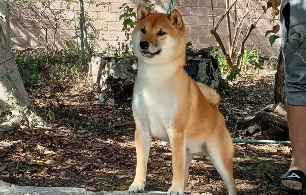 Shiba Inu