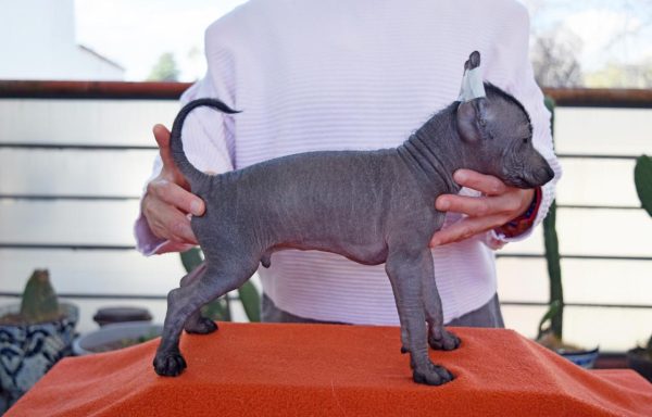 Xoloitzcuintle