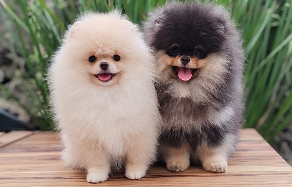 POMERANIAN