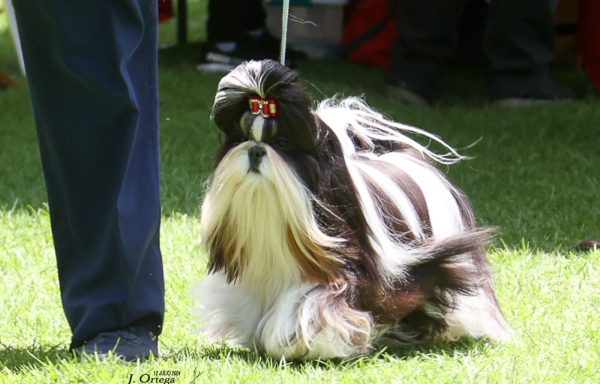 Shih Tzu