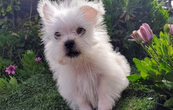 West Highland White Terrier