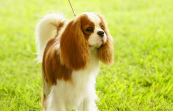 Cavalier King Charles Spaniel