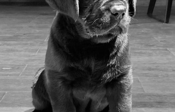 Cobrador de Labrador