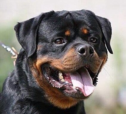 Rottweiler
