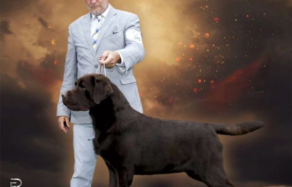 Cobrador de Labrador