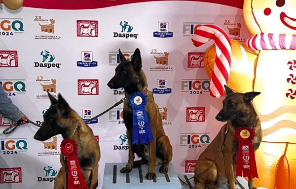 Pastor Belga Malinois