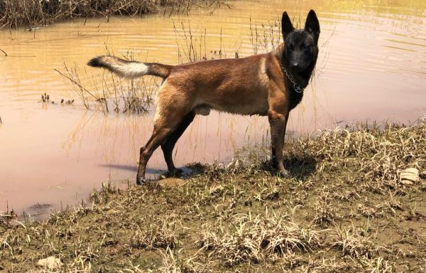 Pastor Belga Malinois