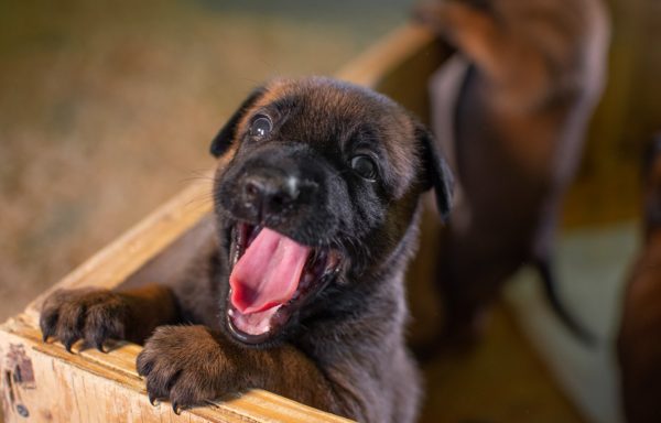 Pastor Belga Malinois