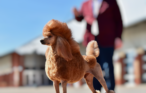 Poodle Standard