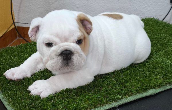 Bulldog Inglés
