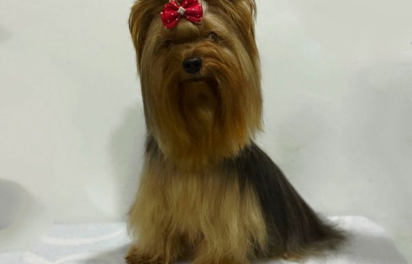 Yorkshire Terrier