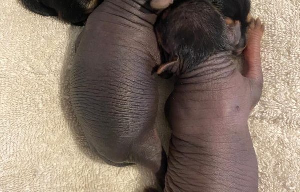 Xoloitzcuintle Miniatura