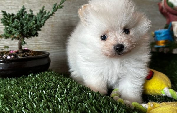 Pomeranian