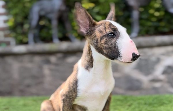 Bull Terrier Miniatura