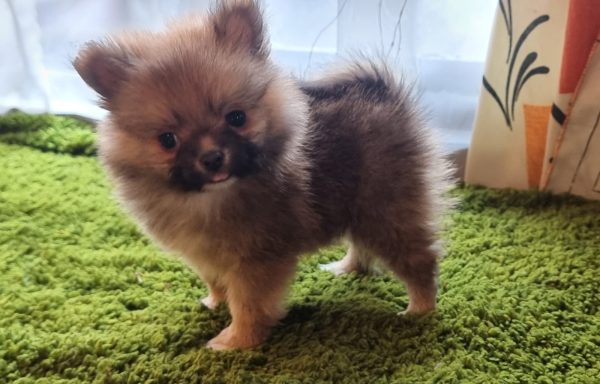 Pomeranian