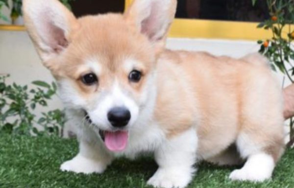 Welsh Corgi Pembroke